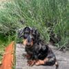 Images de profil de CAROLINE - Blooming Pets - Petsitting et garde d'animaux à domicile