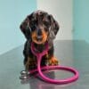 Images de profil de CAROLINE - Blooming Pets - Petsitting et garde d'animaux à domicile