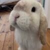 Images de profil de CAROLINE - Blooming Pets - Petsitting et garde d'animaux à domicile