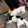 Images de profil de Alizée - Blooming Pets - Petsitting et garde d'animaux à domicile