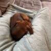 Images de profil de Alizée - Blooming Pets - Petsitting et garde d'animaux à domicile