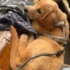 Images de profil de Alizée - Blooming Pets - Petsitting et garde d'animaux à domicile