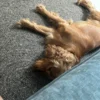 Images de profil de Marie - Blooming Pets - Petsitting et garde d'animaux à domicile