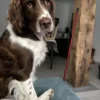 Images de profil de Marie - Blooming Pets - Petsitting et garde d'animaux à domicile