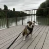 Images de profil de Marie - Blooming Pets - Petsitting et garde d'animaux à domicile