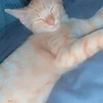 Booba Booba Croisé Mùle - Garde d'animaux à domicile