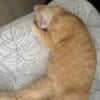 Images de profil de Lilia - Blooming Pets - Petsitting et garde d'animaux à domicile