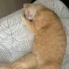 Images de profil de Lilia - Blooming Pets - Petsitting et garde d'animaux Ă domicile