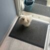 Images de profil de Lilia - Blooming Pets - Petsitting et garde d'animaux à domicile
