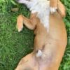 Images de profil de Lilia - Blooming Pets - Petsitting et garde d'animaux à domicile