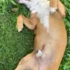 Images de profil de Lilia - Blooming Pets - Petsitting et garde d'animaux Ă domicile
