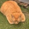 Images de profil de Lilia - Blooming Pets - Petsitting et garde d'animaux à domicile