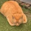 Images de profil de Lilia - Blooming Pets - Petsitting et garde d'animaux Ă domicile
