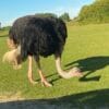 Images de profil de Lilia - Blooming Pets - Petsitting et garde d'animaux à domicile