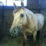 Image de profil de Cécile - Blooming Pets - Petsitting et garde d'animaux à domicile