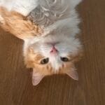 Koneko   European Shorthair (Européen) Femelle - Garde d'animaux à domicile