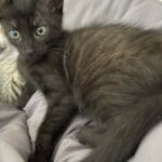 Arya   Chat de gouttière (Commun) Femelle - Garde d'animaux à domicile