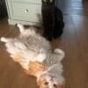 Images de profil de Alexia - Blooming Pets - Petsitting et garde d'animaux à domicile