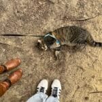Cookie   Chat de gouttière (Commun) Mâle - Garde d'animaux à domicile