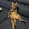 Images de profil de mailice - Blooming Pets - Petsitting et garde d'animaux à domicile