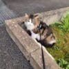 Images de profil de mailice - Blooming Pets - Petsitting et garde d'animaux à domicile