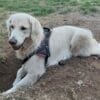 Images de profil de Carla - Blooming Pets - Petsitting et garde d'animaux à domicile