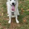 Images de profil de Carla - Blooming Pets - Petsitting et garde d'animaux à domicile