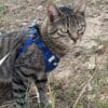 Images de profil de Carla - Blooming Pets - Petsitting et garde d'animaux à domicile