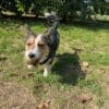 Images de profil de Carla - Blooming Pets - Petsitting et garde d'animaux à domicile