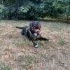Images de profil de Carla - Blooming Pets - Petsitting et garde d'animaux à domicile