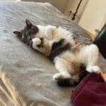 Fahya   European Shorthair (Européen) Femelle - Garde d'animaux à domicile