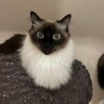Wyllow   Sacré de Birmanie Mâle - Garde d'animaux à domicile