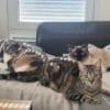Images de profil de Ysaline - Blooming Pets - Petsitting et garde d'animaux à domicile