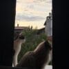 Images de profil de Ysaline - Blooming Pets - Petsitting et garde d'animaux à domicile