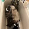 Images de profil de Ysaline - Blooming Pets - Petsitting et garde d'animaux à domicile
