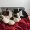 Images de profil de Ysaline - Blooming Pets - Petsitting et garde d'animaux à domicile