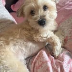 Balthazar   Bichon Maltais Mâle - Garde d'animaux à domicile