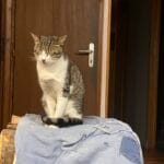 Berlioz   Chat de gouttière (Commun) Mâle stérilisé - Garde d'animaux à domicile