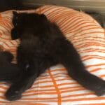 Tawera   Chat de gouttière (Commun) Mâle stérilisé - Garde d'animaux à domicile