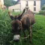 Nestore   Âne Andalou Mâle stérilisé - Garde d'animaux à domicile