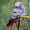 Images de profil de Alicia - Blooming Pets - Petsitting et garde d'animaux à domicile
