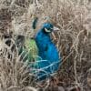 Images de profil de Alicia - Blooming Pets - Petsitting et garde d'animaux à domicile