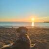 Images de profil de Margaux - Blooming Pets - Petsitting et garde d'animaux à domicile