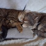 Héra   Croisé Femelle - Garde d'animaux à domicile