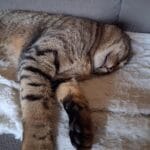 Olympe   Chat de gouttière (Commun) Mâle stérilisé - Garde d'animaux à domicile