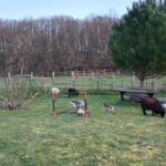 Meli   Ouessant Femelle - Garde d'animaux à domicile