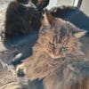 Images de profil de Célia - Blooming Pets - Petsitting et garde d'animaux à domicile