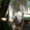 Images de profil de Célia - Blooming Pets - Petsitting et garde d'animaux à domicile