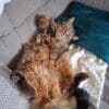 Images de profil de Célia - Blooming Pets - Petsitting et garde d'animaux à domicile