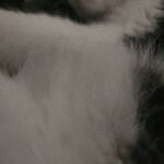Rambo   Croisé Mâle - Garde d'animaux à domicile
